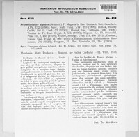Schroeteriaster alpinus image